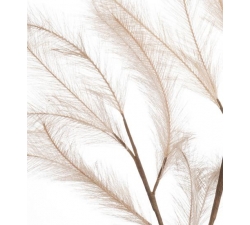 Pampas Flower L&#39;Ocanera 1P160